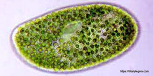 Chlorella 3