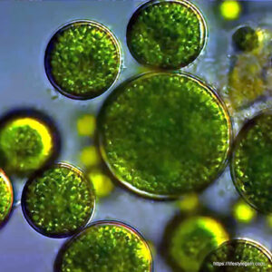 Chlorella Microalgae