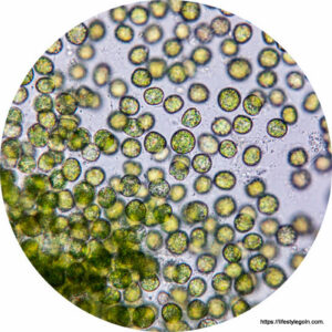 Chlorella vulgaris 2