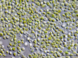 Chlorella vulgaris