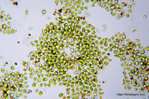 Chlorella vulgaris 4
