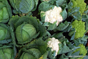Cruciferous Vegetables 11