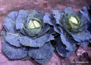 Cruciferous Vegetables 8