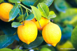 Lemon 3