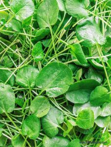 Watercress 1