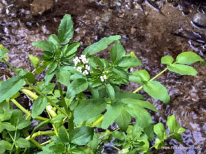Watercress 10