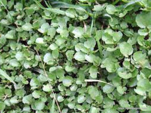 Watercress 3