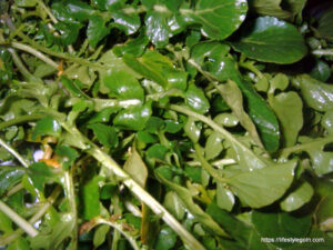 Watercress 7